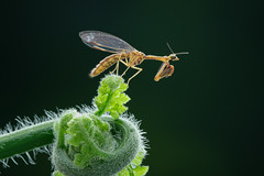 螳蛉科 Mantispidae