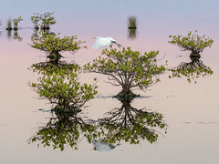 Merritt Island Mangroves