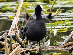 UK Coots and Moorhens  