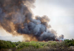 Mesilla Bosque State Park Fire (April 2020)