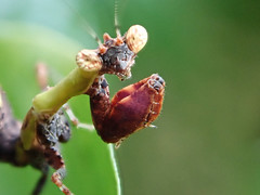 Praying Mantis (Mantodea)