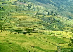 Lianhe Rice Terraces