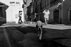 Grand chien blanc, Rue Portagnel à Arles