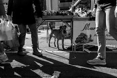 Fox-Terrier au Marché d’Arles
