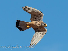 CERNICALO VULGAR  (Falco tinnunculus)