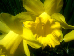 spring floral