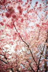 Cherry blossom 2020