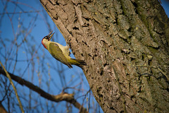 Grünspecht / Green woodpecker