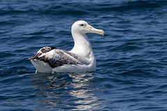 Albatross & Mollymawks