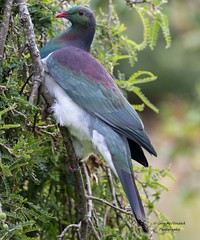 wood Pigeon - Kereru