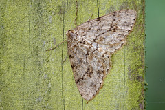 The Engrailed - Ectropis crepuscularia