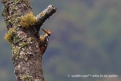 大赤啄木 White-backed Woodpecker