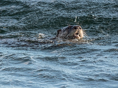 Otters with Flounders