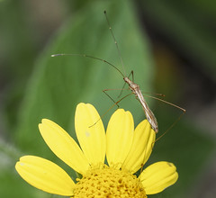 Stilt Bugs (Berytidae)