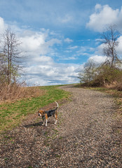 Beagle Walks 3