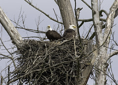 April 14th 2020 - Johnson Eagle Nest