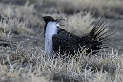 Greater Sage Grouse 2020