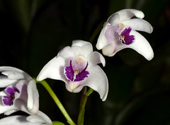 orchids #41 (full)