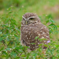 Coruja-buraqueira/Burrowing Owl
