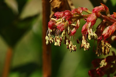 Coriariaceae  ドクウツギ科