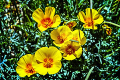 Mexican Poppies 04.16.20