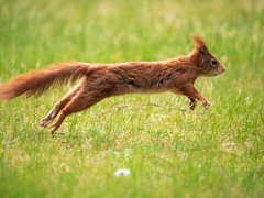 Squirrel/Eichhörnchen on the go
