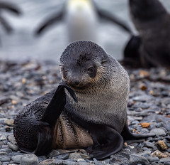 Seals, Sea Lions & Sea Otters