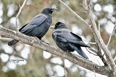 Crows and Ravens 