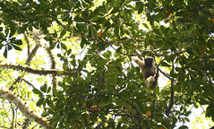 The Western Hoolock Gibbon