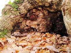 Champignons dans le creux de l'arbre d