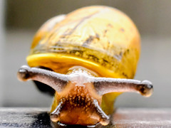 UK Snails 