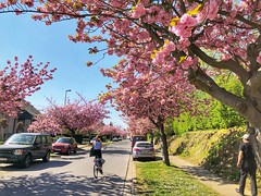 Roze bloesempracht - Sakura blossoms - Oude Baan Leuven (April 2020)