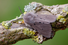 Muslin Moth - Diaphora mendica