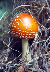 Fungus-Mushroom-Growths