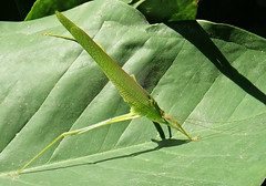 Grasshoppers, Katydids and Crickets (Orthoptera) 