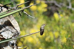 Hummingbirds, Tucson AZ, 2020