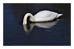 Schwäne / Swans