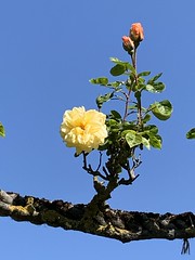 Rose(s) at Regent's Garden, London 1