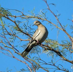 Doves, Tucson AZ, 2020