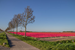 2020 - Tulpen in Flevoland