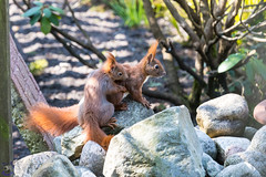 Cute Squirrels in Covid-19 Spring