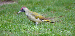 Woodpecker / Pic Vert