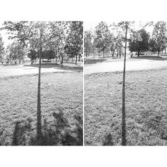 Seeing Double Trees & Shadows