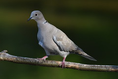 tourterelles & pigeons / doves & pigeons