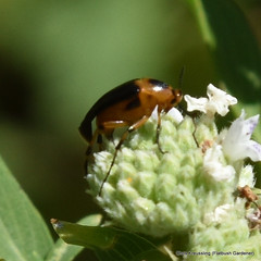 Macrosiagon limbata, Ripiphoridae, wedge-shaped beetles