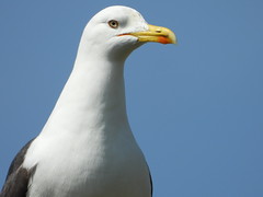 ~ Seagull ~
