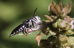Coelioxys albolineta Cuckoo bee