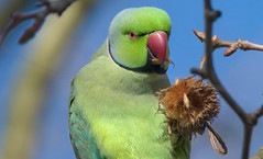 Rose ringed parakeet / Perruche à collier