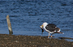 Great black-backed gull, Larus marinus, Havstrut