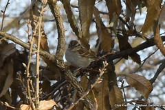 Spizella passerina, chipping sparrow